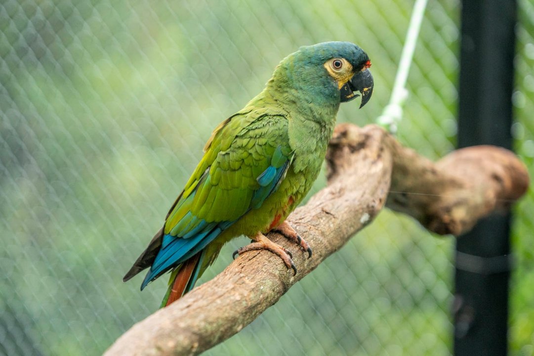 Buscan devolver a Argentina una especie que se extinguió del país hace décadas
