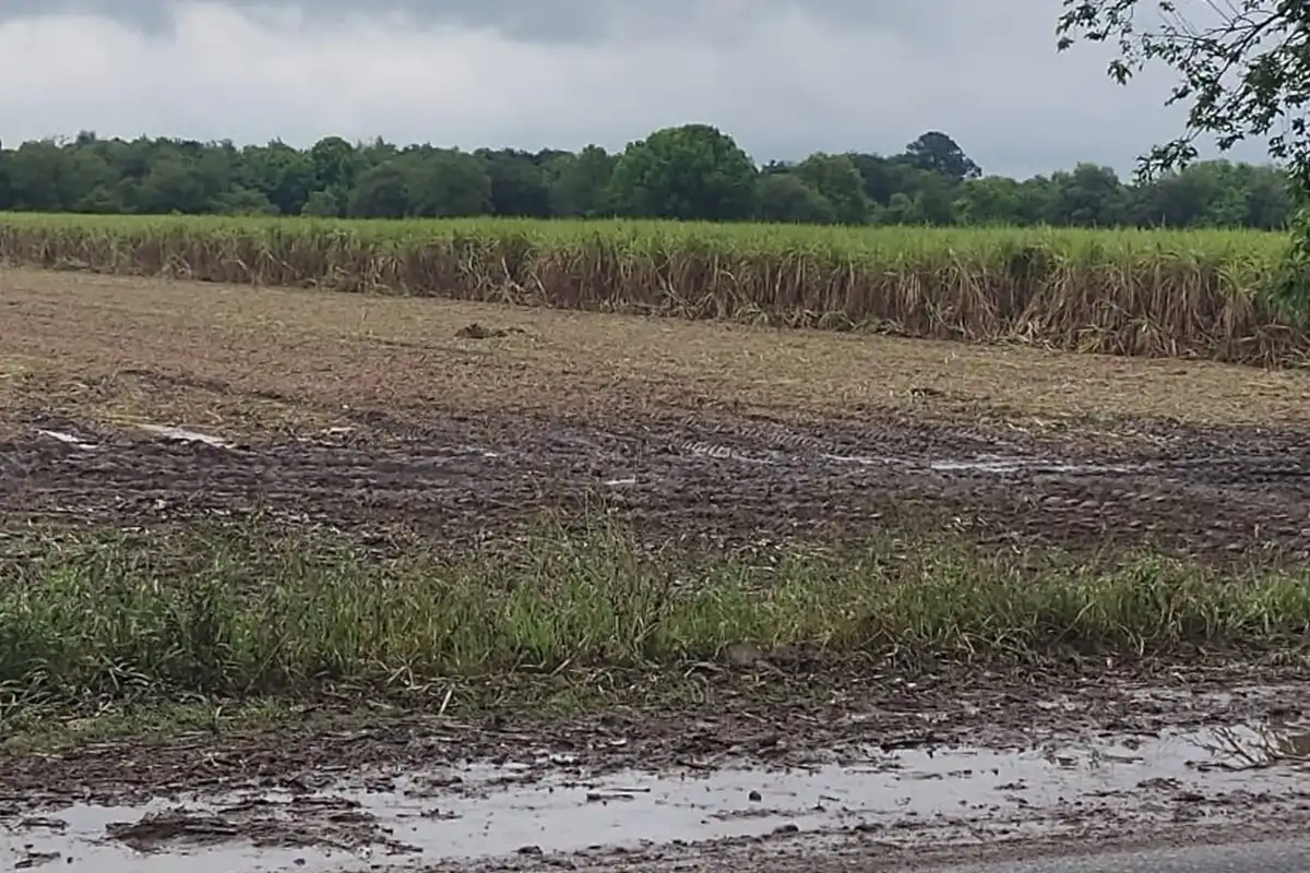 La zafra azucarera en Tucumán podría extenderse hasta fines de noviembre debido a las condiciones climáticas